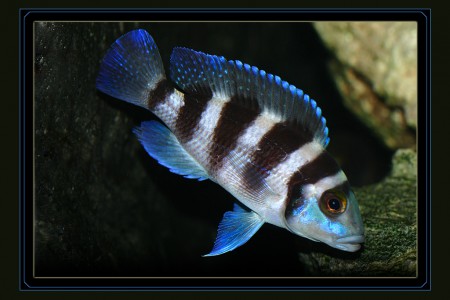 copyright R. Callewaert